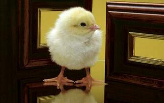 Cute Easter Chicks Wallpaper Cool Christian