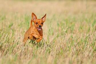 Wallpaper Miniature Pinscher