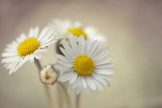 Daisy Computer Wallpaper Desktop Background Id