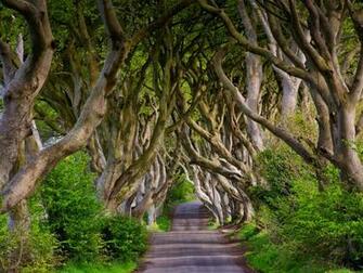 Wallpaper England Northern Ireland Dark Hedges Beech Alley