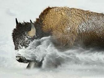 Buffalo Wallpaper HD Pulse