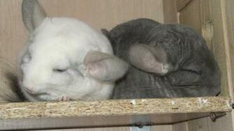 Wallpaper Chinchilla Couple Dream