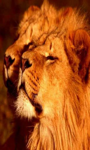 Color Lion Live Wallpaper Android