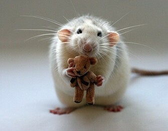 Beautiful Wallpaper Top Cutest Animals Ever
