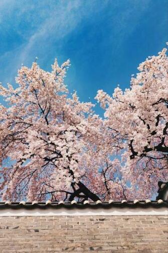 Spring In Korea Photos To Convince You It S The Best Time