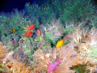 The Great Barrier Reef Is One Of World S Natural Wonders It