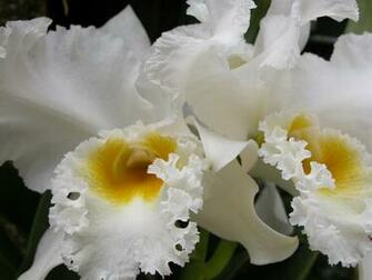 Computer Wallpaper For Background White Orchids