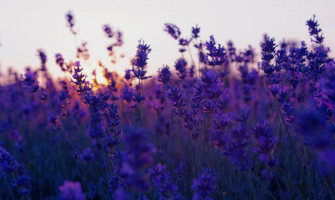 Aesthetic Purple Wallpaper