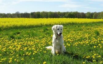 Wallpaper Dog Field Summer Desktop In The