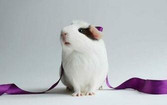 HD Wallpaper Guinea Pig
