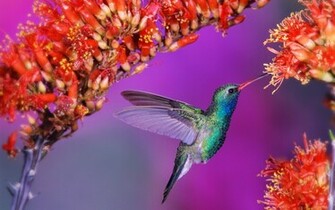 Humming Bird Wallpaper