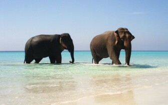 Elephant Wallpaper