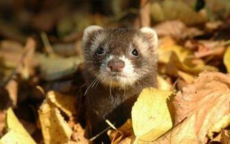Ferret Wallpaper