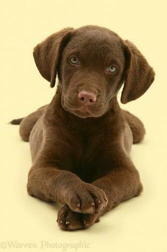 Chesapeake Bay Retrievers Car Interior Design