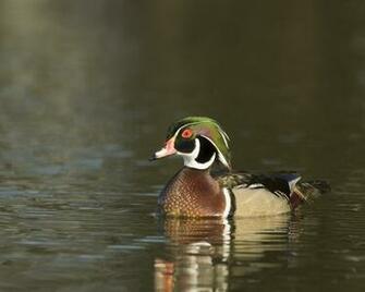 Male Wood Duck HD Wallpaper Background Image Id
