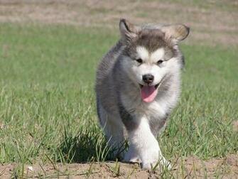 Cute Baby Wolf Wallpaper