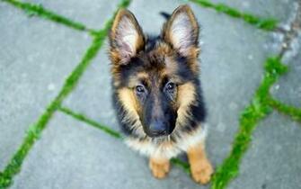 Wallpaper German Shepherd Dog Look