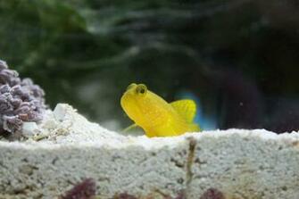 Watchman Goby Wallpaper High Quality