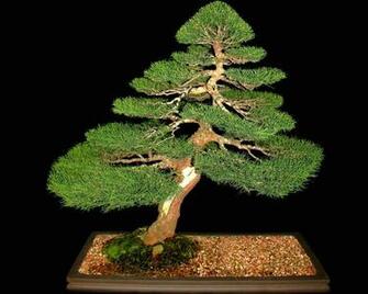 The Best Ways To Grow A Jade Bonsai Tree