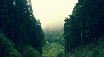 Majestic Forest Wallpaper
