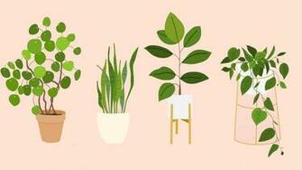 The Best Houseplants That Basically Anyone Can Keep Alive Sheknows