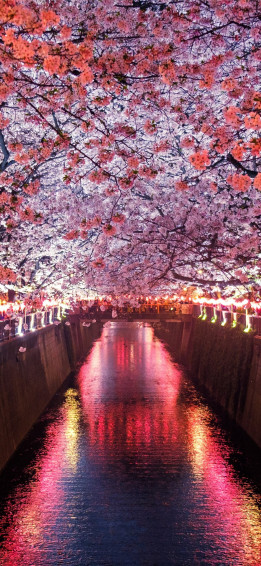 Sakura Mat iPhone Wallpaper