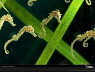 Wallpaper Sea Horse