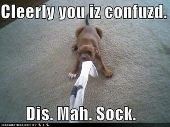 Mintys Funny Stuff Image More Lol Animals Wallpaper And