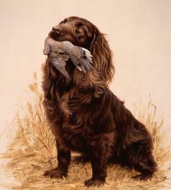 Boykin Spaniel And Fowl Photo Wallpaper Beautiful
