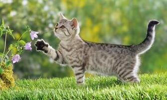 Cat Wallpaper Splendid HD