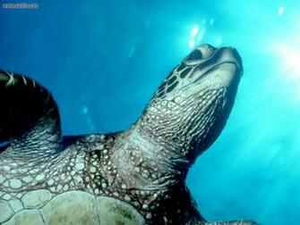 HD Wallpaper Sea Turtle X Kb Jpeg