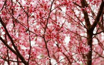 Spring Blossoms Wallpaper Photos Kate Net Created