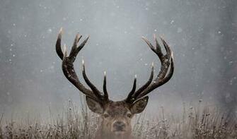 Winter Deer Wallpaper