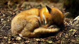 Wallpaper Animals Fox