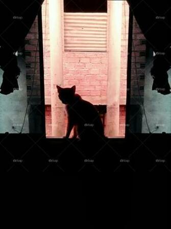 Foap Cat With A Beautiful Colorful Background Vintage And