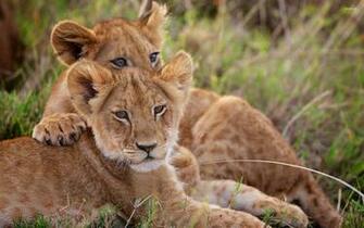 Lion Cubs Wallpaper Animal