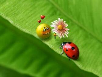 HD Wallpaper Ladybug Love Desktop Pcmac