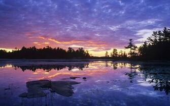 Wallpaper Trees Landscapes Landscape Image