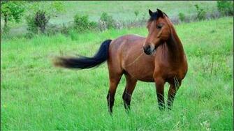 Horses Wallpaper Animals HD Desktop