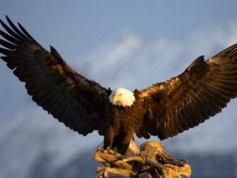 Similar Desktop HD Eagles Wallpaper