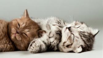 Cute Kittens Cat Wallpaper 4k