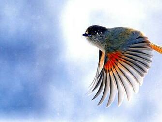 Beautiful Birds Wallpaper HD Pictures Image