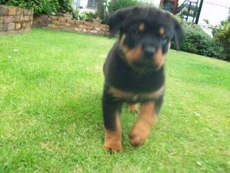 Albino Rottweiler Dogs Image Search Results HD Wallpaper