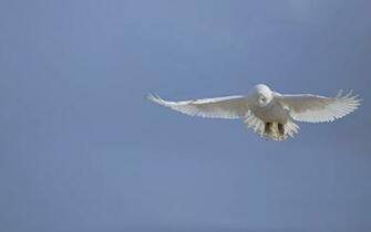 Animal Wallpape White The Picture Flying Owl Owls Funny Doblelol
