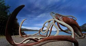 Giant Squid Monument At Glover S Harbour