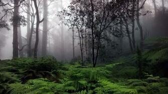 Rainforest HD Wallpaper