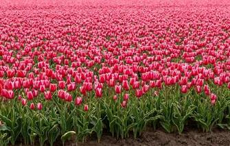 Wallpaper Field Flowers Spring Tulips Pink Buds A Lot