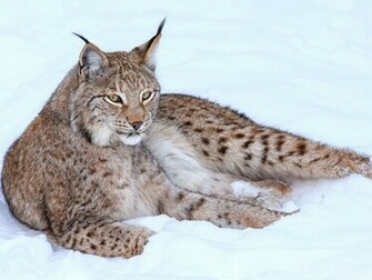 Lynx Wallpaper HD Pictures Image Background