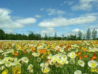 Desktop Wallpaper S Flowers Flower Huge
