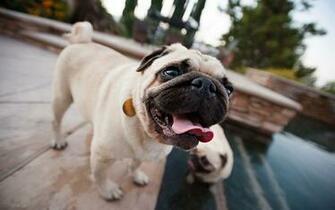 Pet Pug HD Desktop Wallpaper Photography